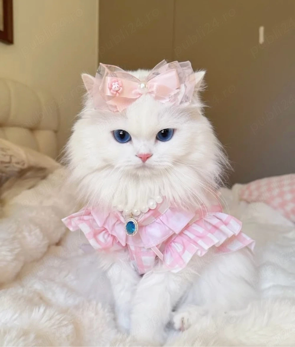 British Longhair superba 