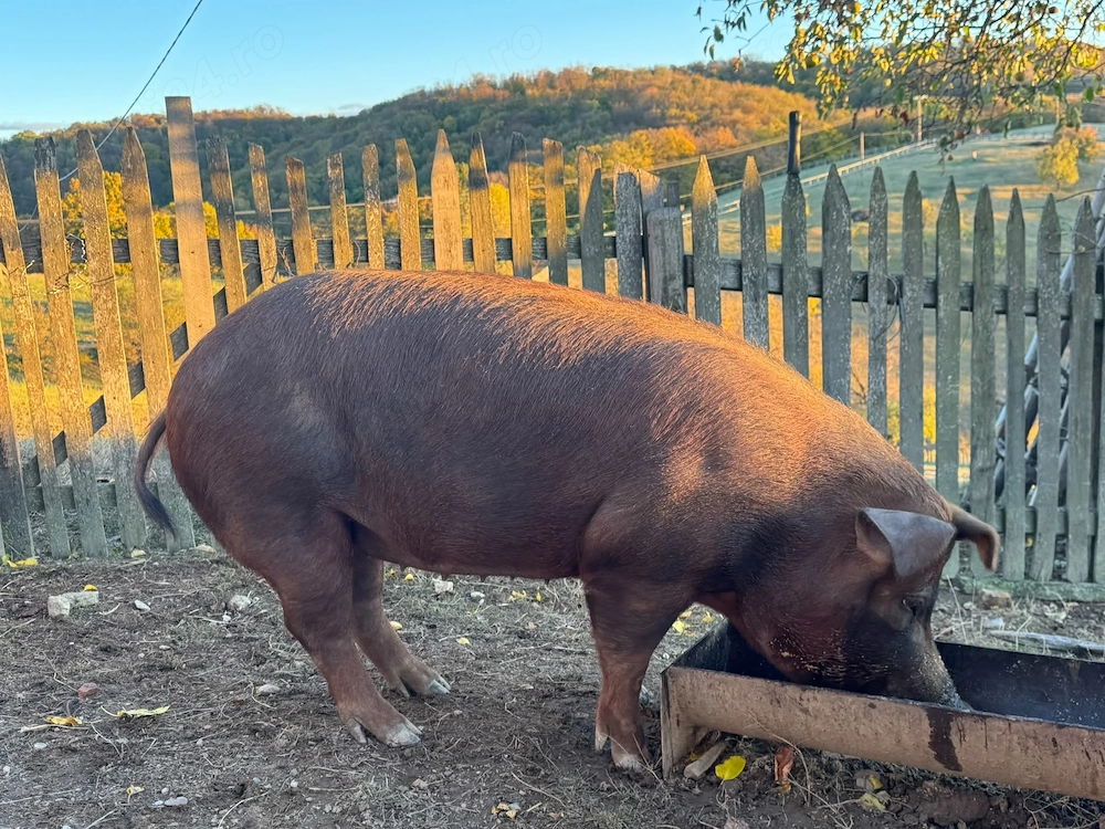 Porci de vanzare