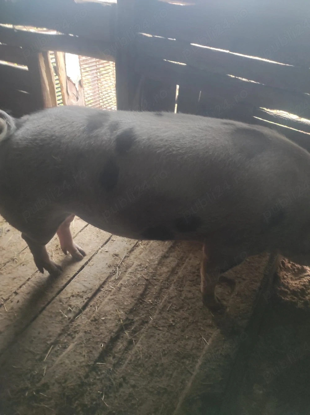 Porc de vânzare 