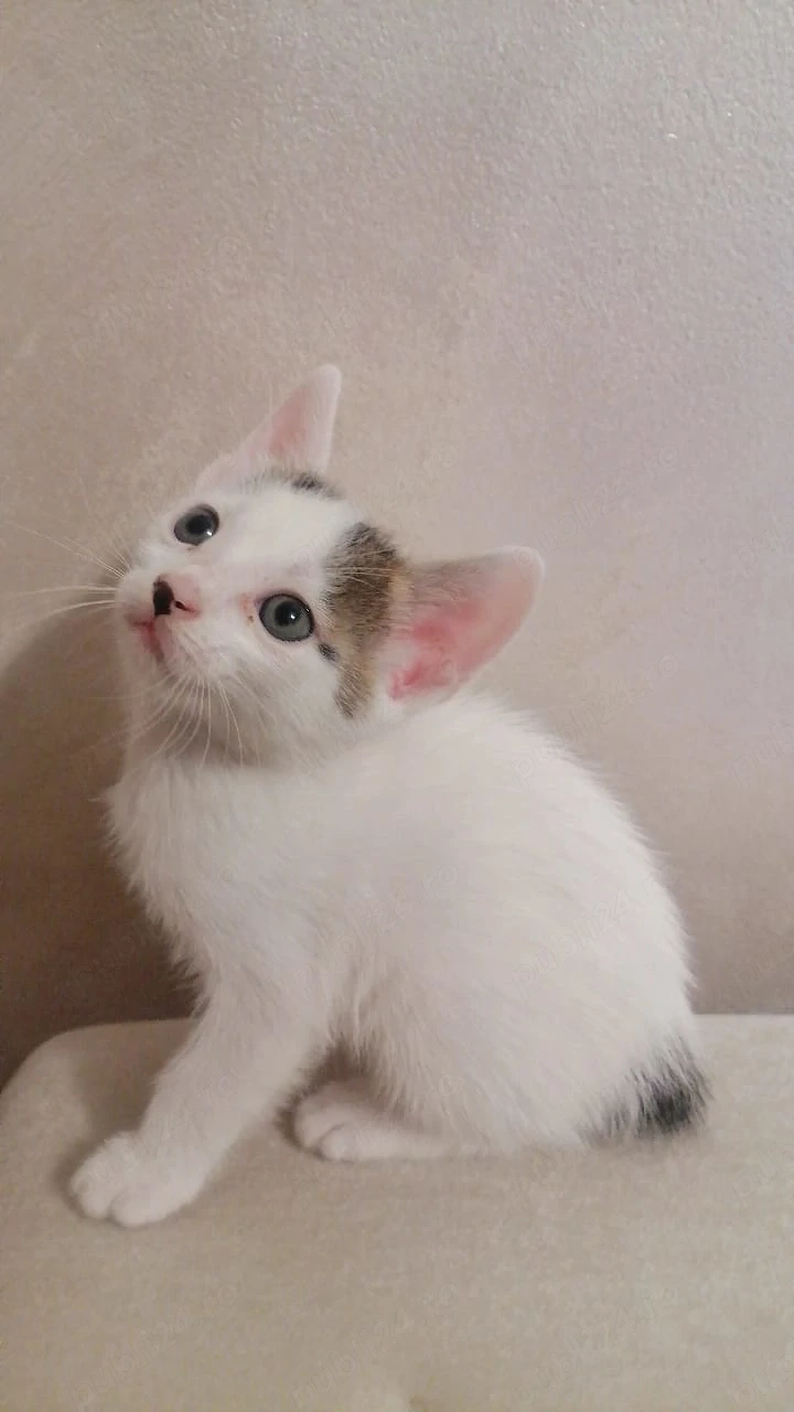 Motanei pentru adoptie responsabila-Timisoara