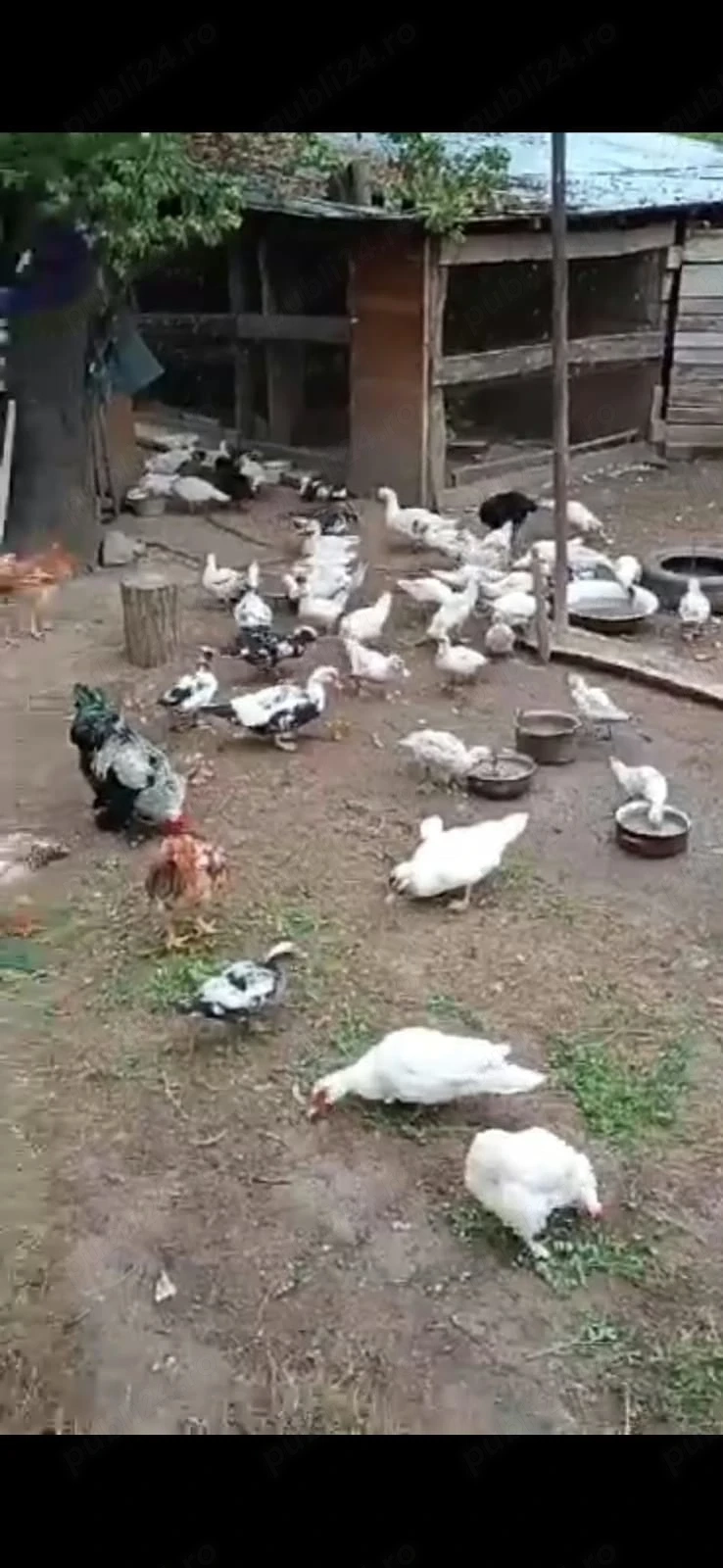Rațe mute de vânzare 