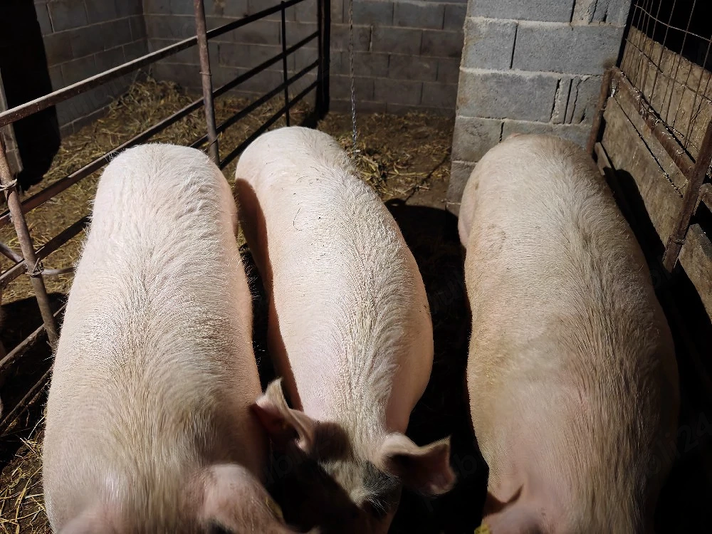 porci 220+ kg