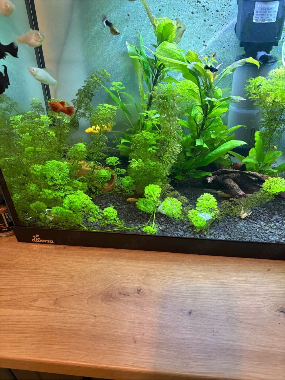 Vand Plante de Acvariu