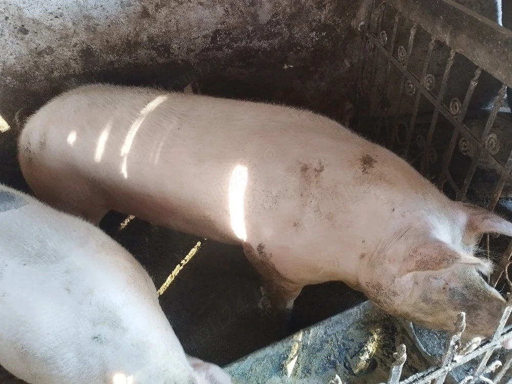 Vand porci 