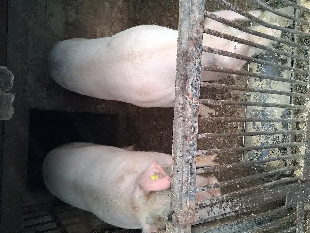 Vind porci 