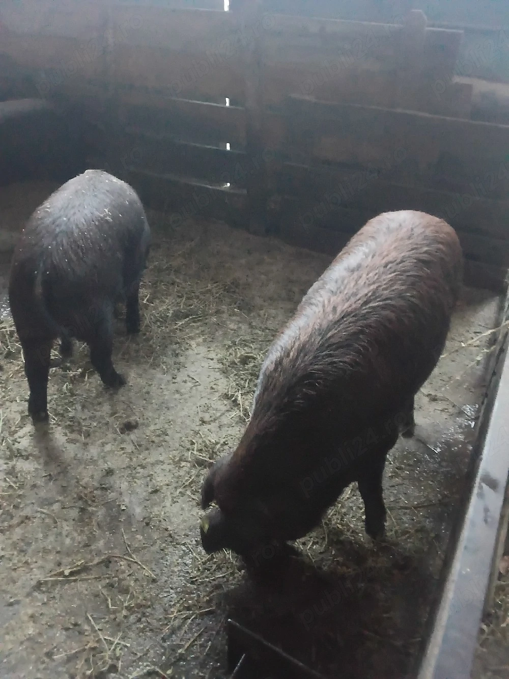 porc Duroc 