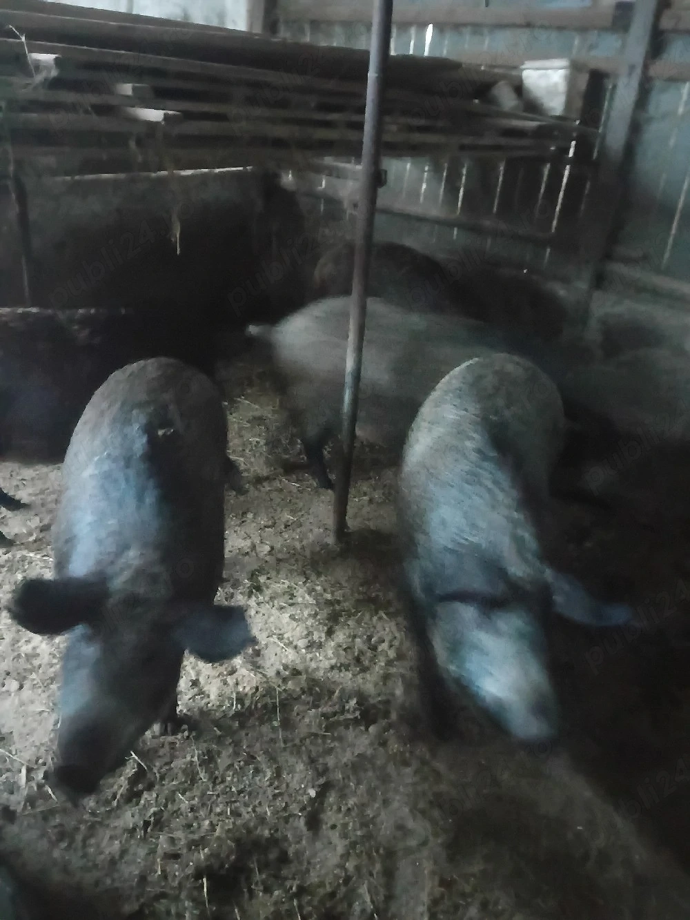 Mangalița de vânzare