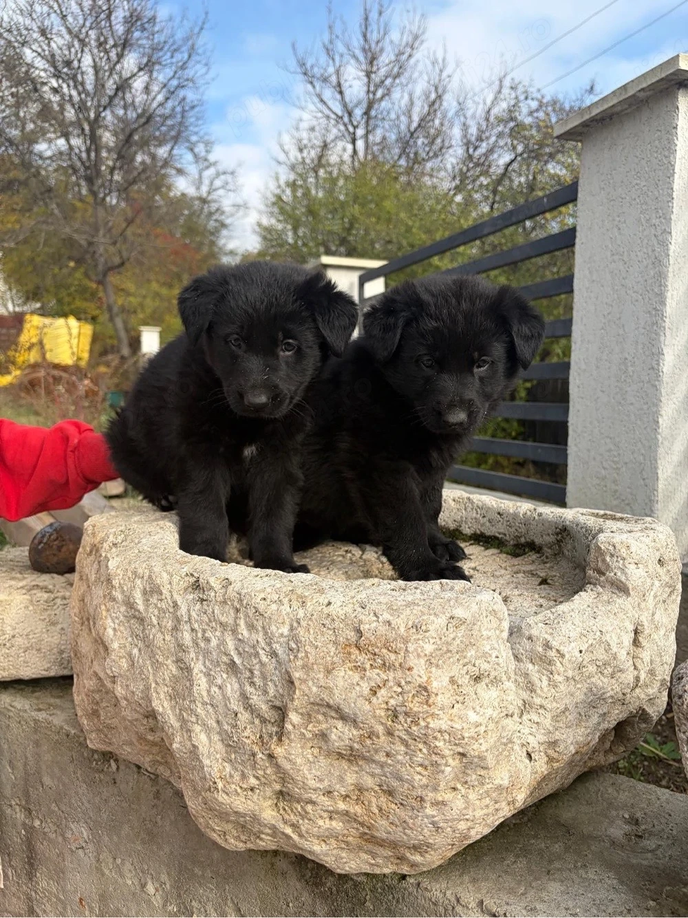 Vand doua fetite de Ciobanesc German negru