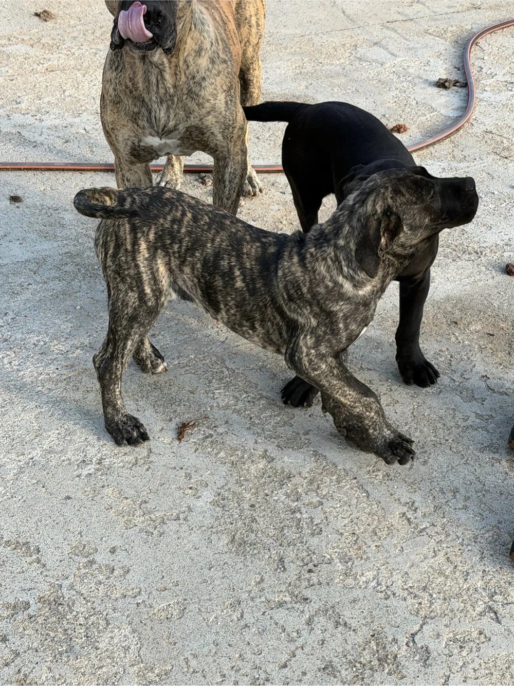 vand 3 baieti Presa Canario