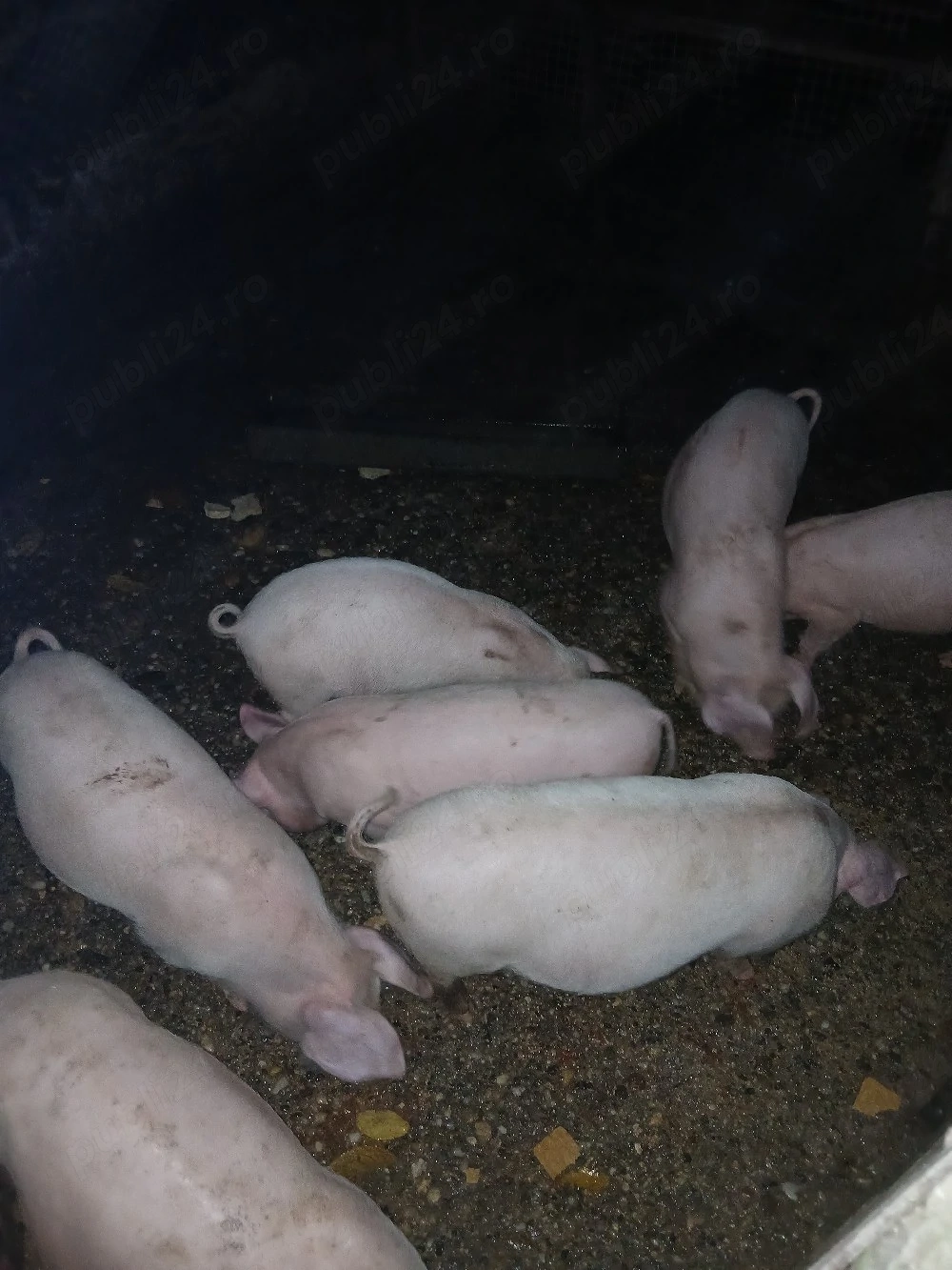 purcei de vanzare
