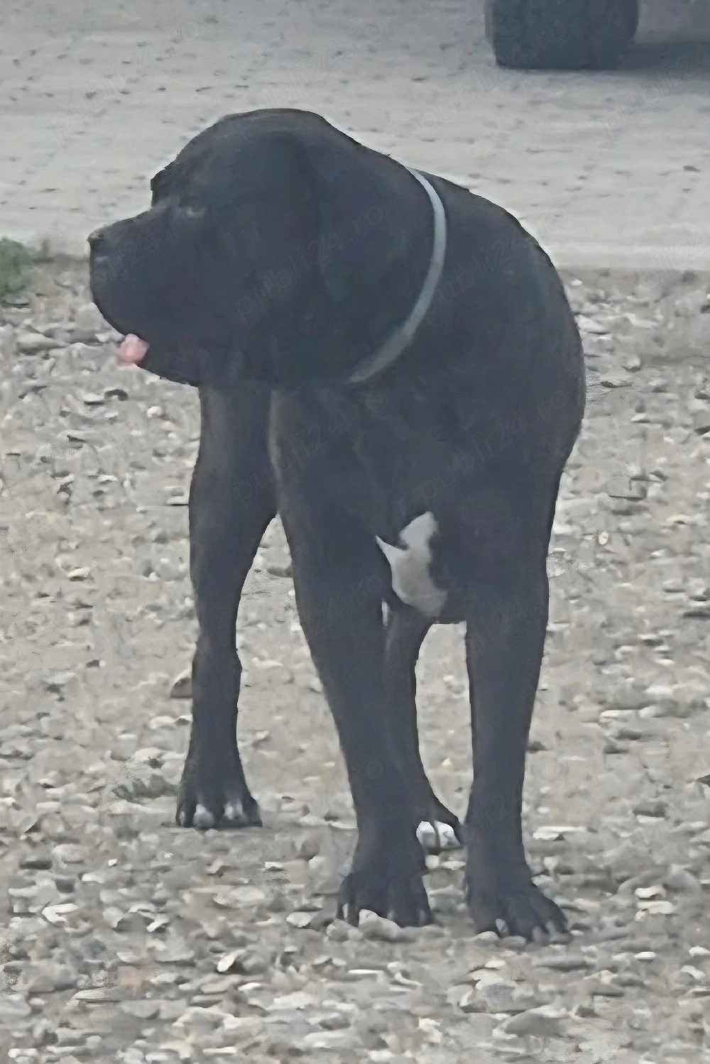 adopt cane corso