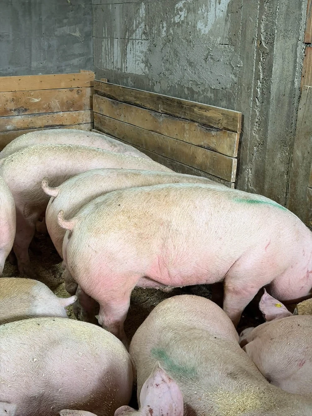Porci rasa !