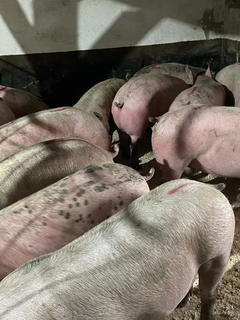 Porci Rasa De vanzare!