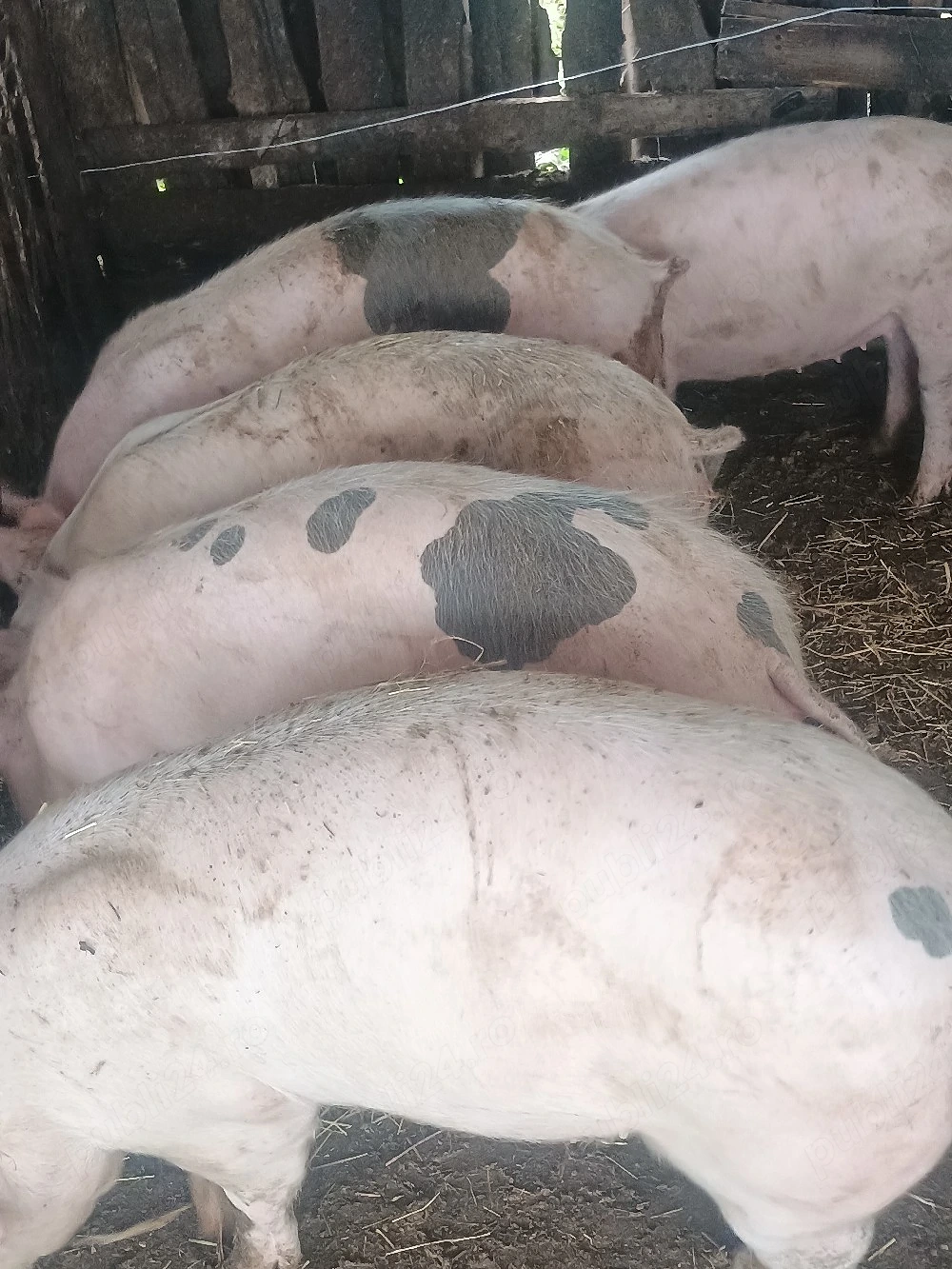 Șoldani de vânzare 