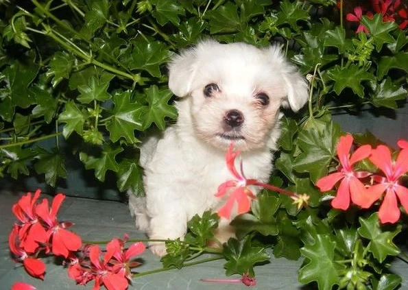Bichon Maltez  - 2 luni