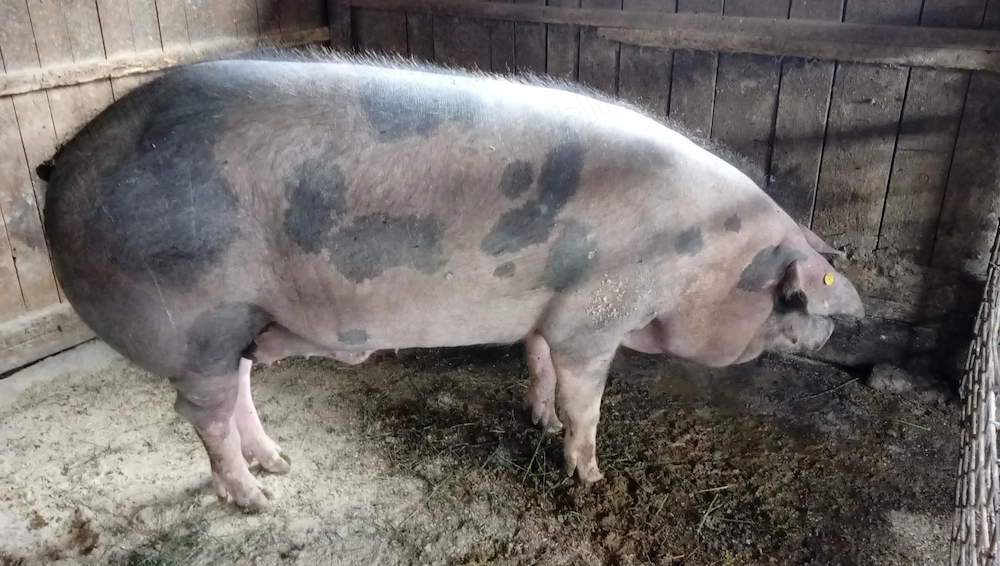 Porc duroc cu pietrain de 350 kg