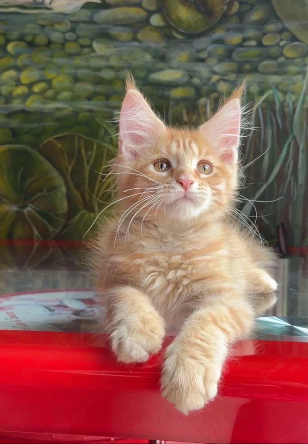 Maine Coon Puiut mascul 