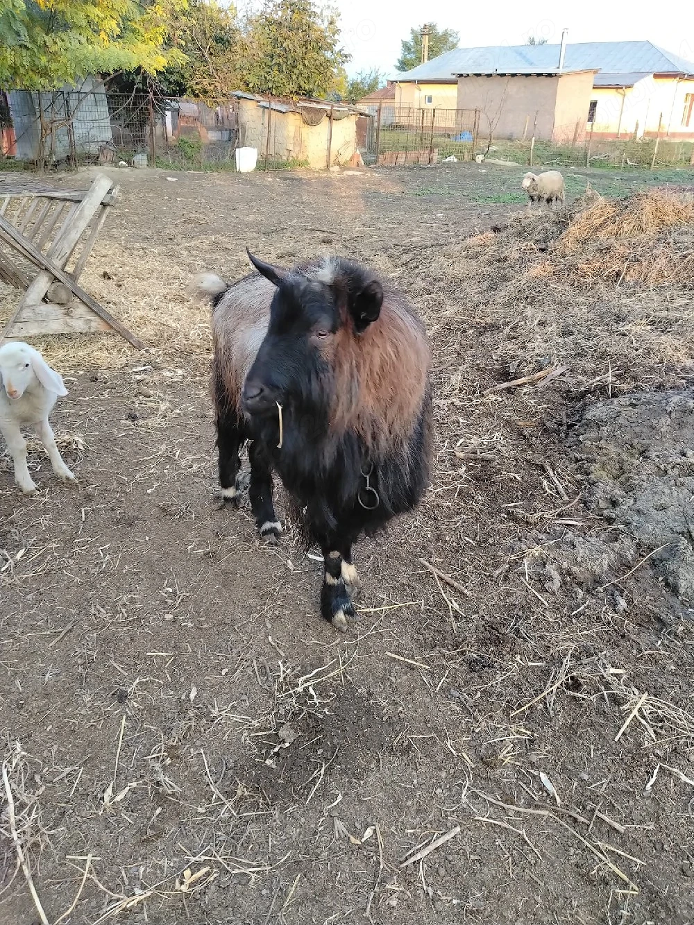 Țap Alpin francez