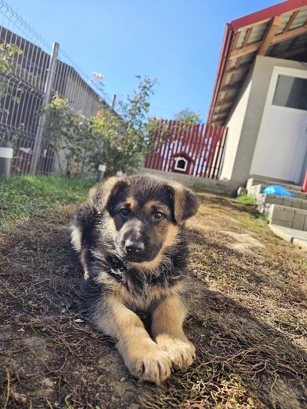Femela si mascul Ciobanesc German