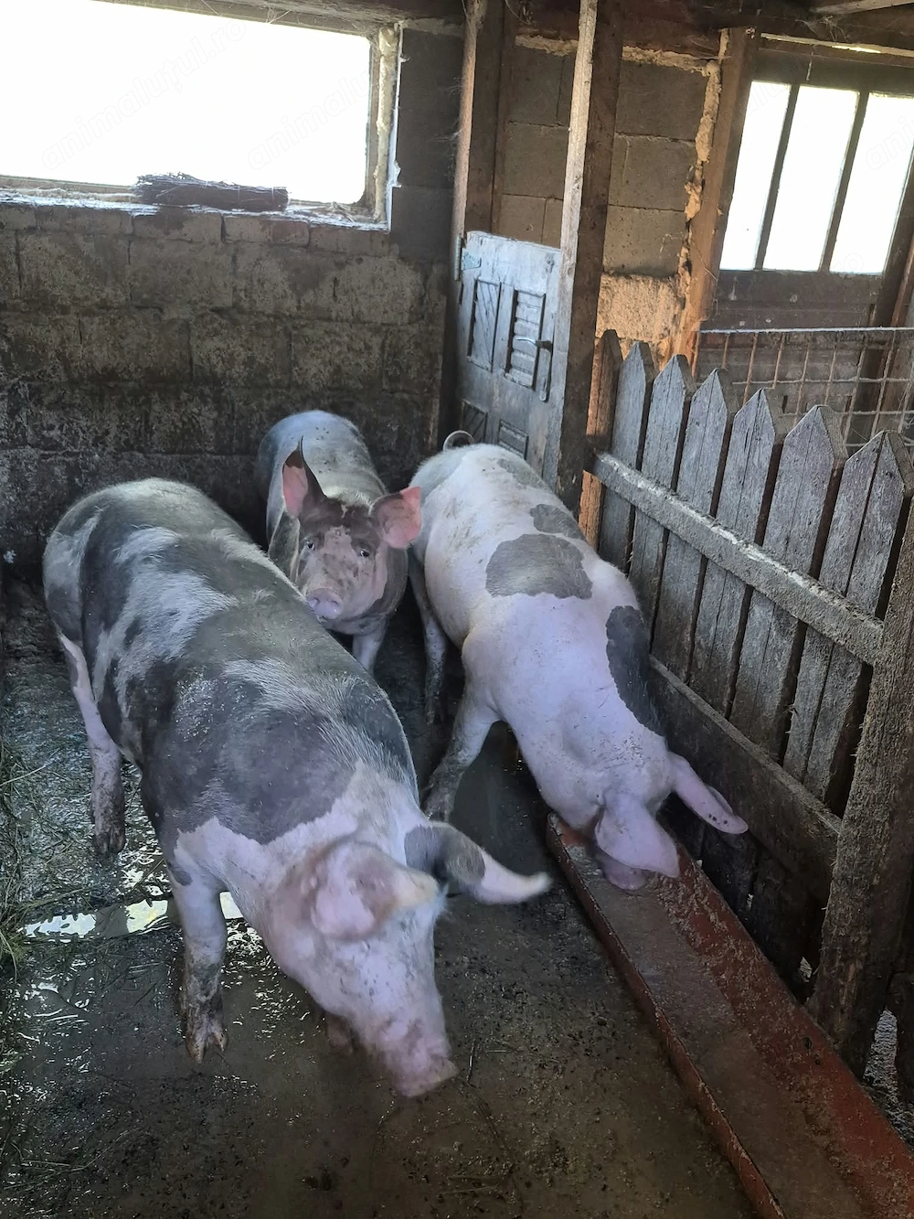 Porci de carne 