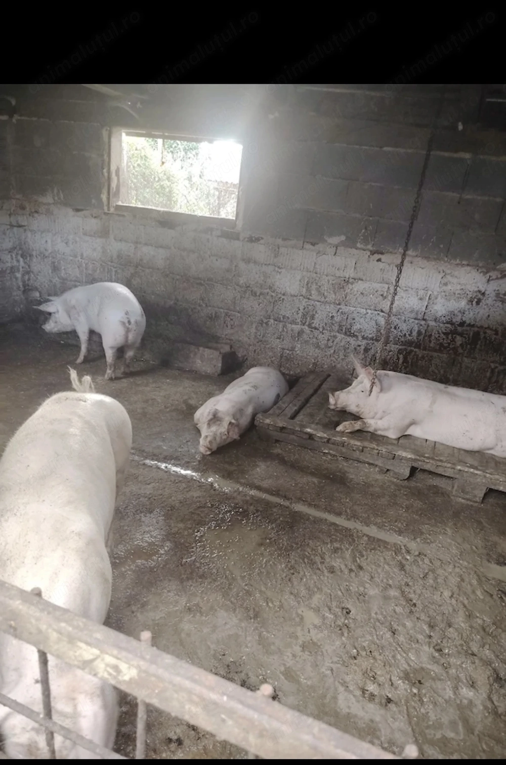 Porci de carne 