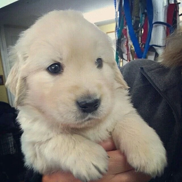 Golden Retriver 