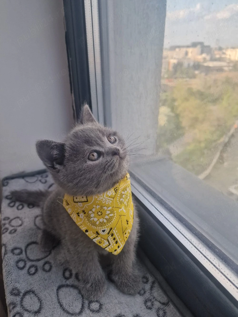 Pui british shorthair blue
