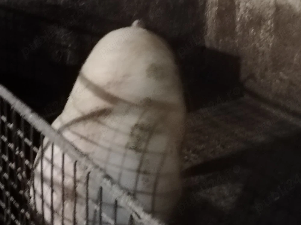 Porci mari 100si250 kg