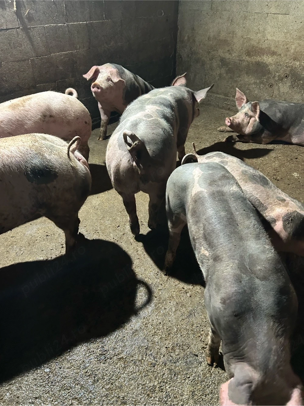 porci crescuti in gospodarie