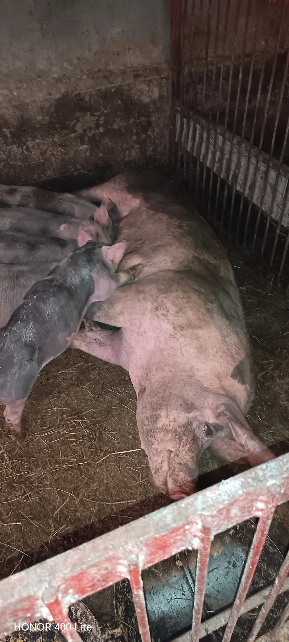 Îs cauta casa nou fiert Petrea belgian
