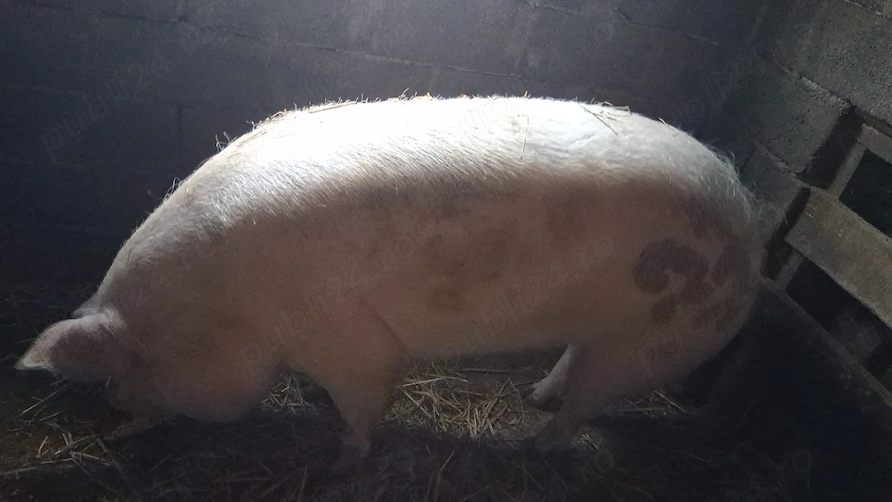 Porci de vânzare 