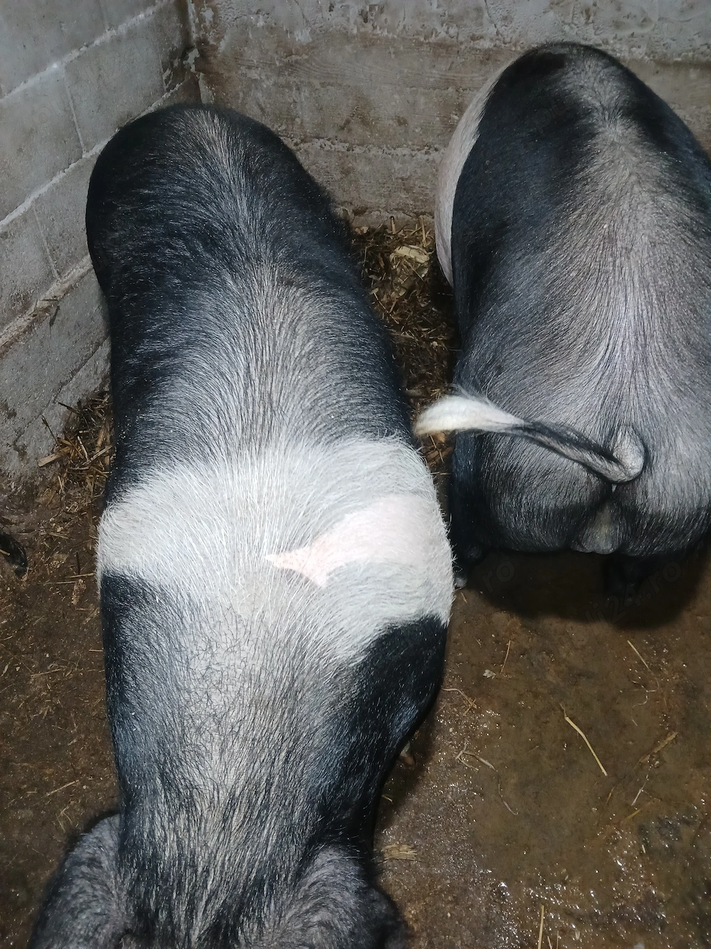 Porci de vanzare 