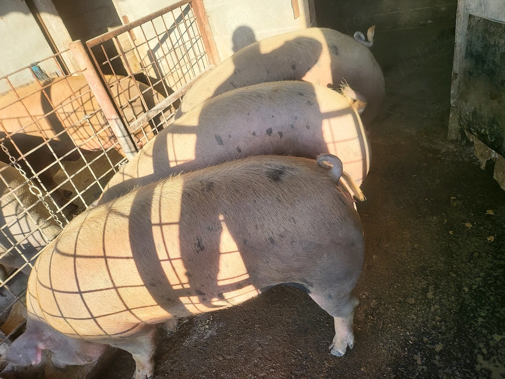Porci pentru masa de Crăciun 