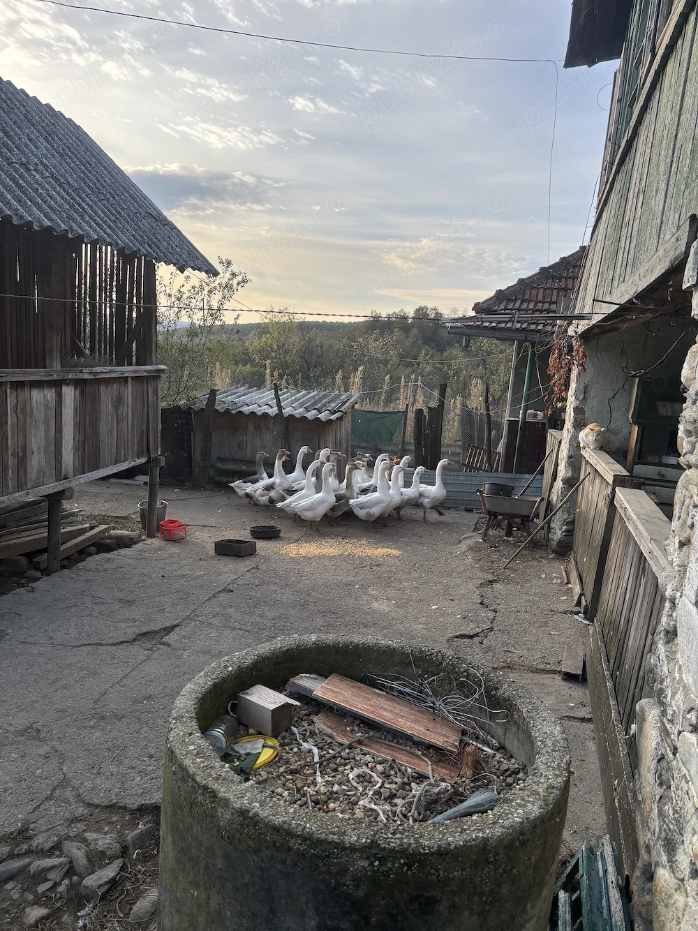 Gaste de vanzare (va rog cititi DESCRIEREA)
