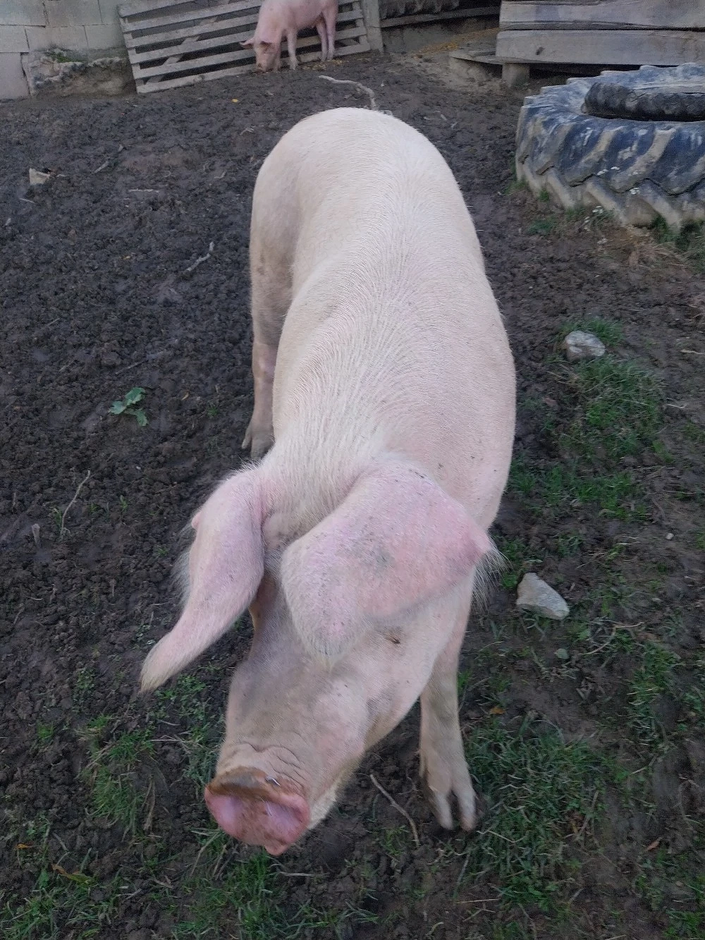 Scroafă de vânzare