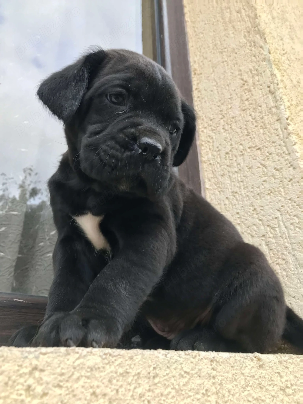 mascul cane corso cu pedigree fci