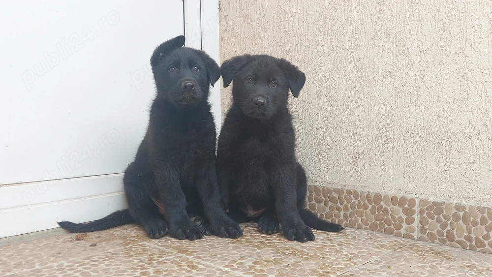 Pui ciobanesc german negri pedigree