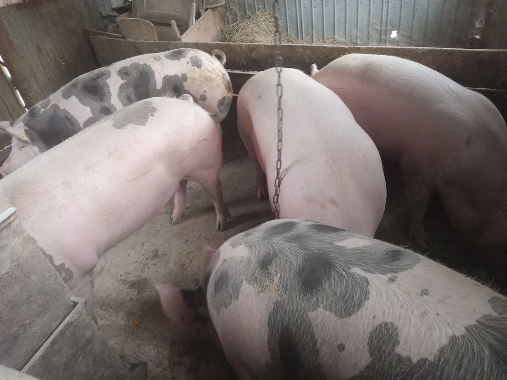 porci rasa marele alb cu pietrain greutate antre180 si 200 kg varsta 12 luni tinuti cu cereale 