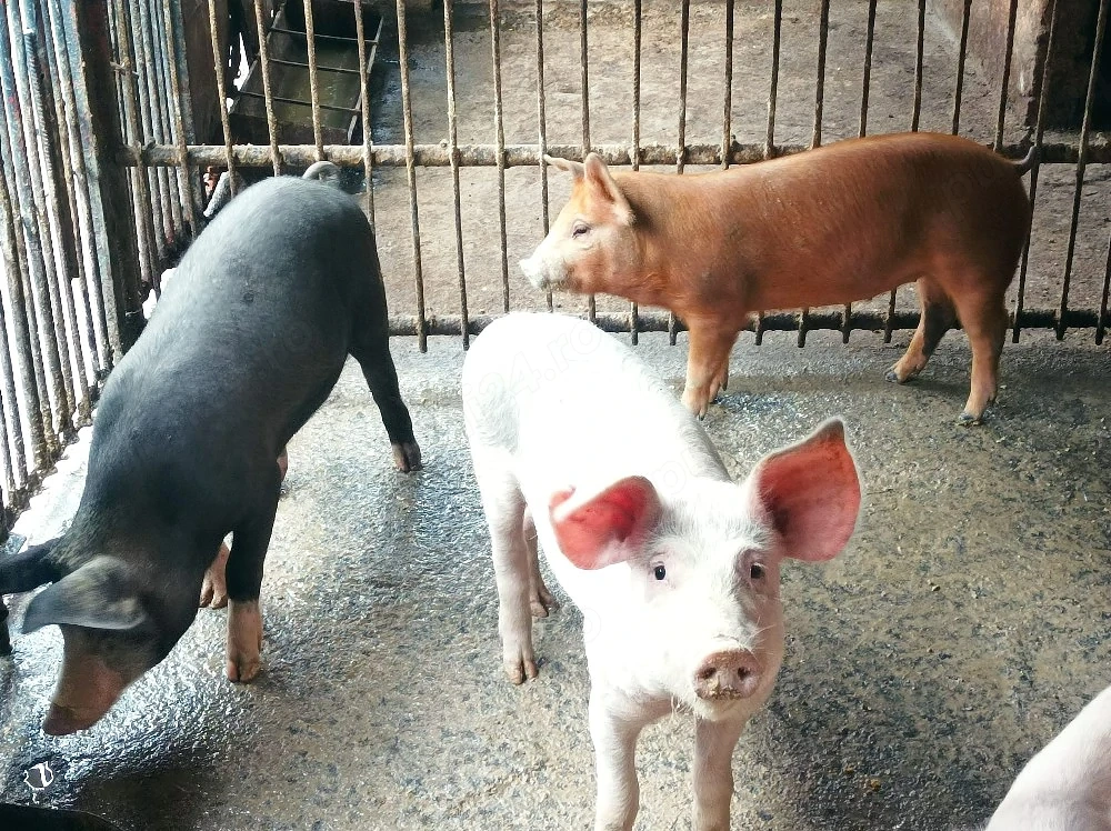 Soldanei de vânzare 