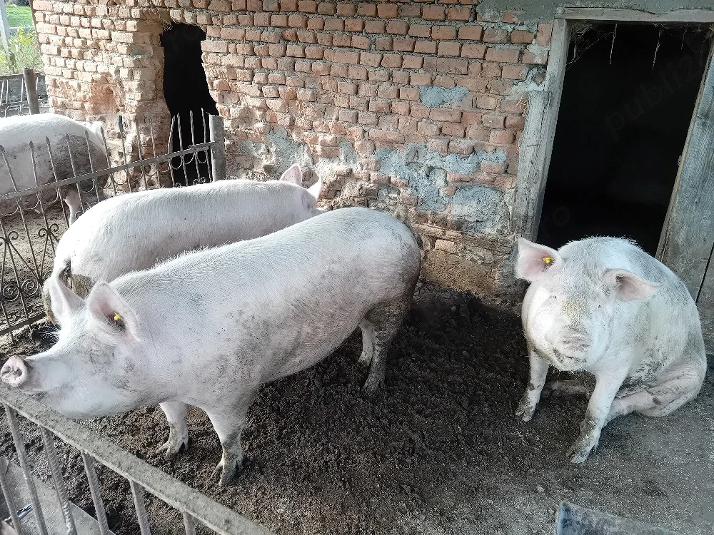 Vând porci 