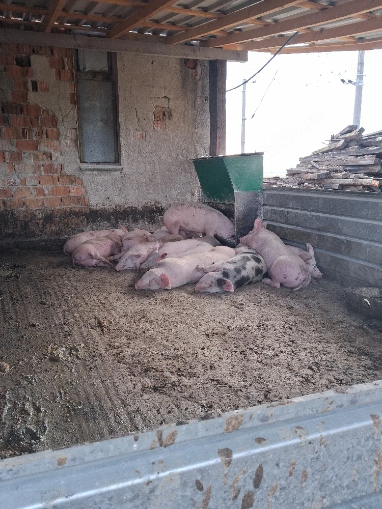 porci rasă 