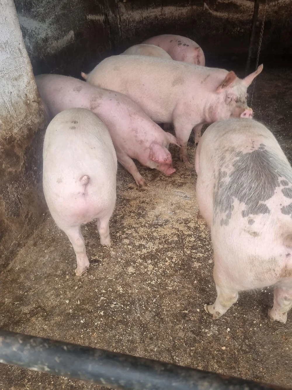 vind porci de carne  cu greutate 120  150 pentru mai multe detalii la tel  