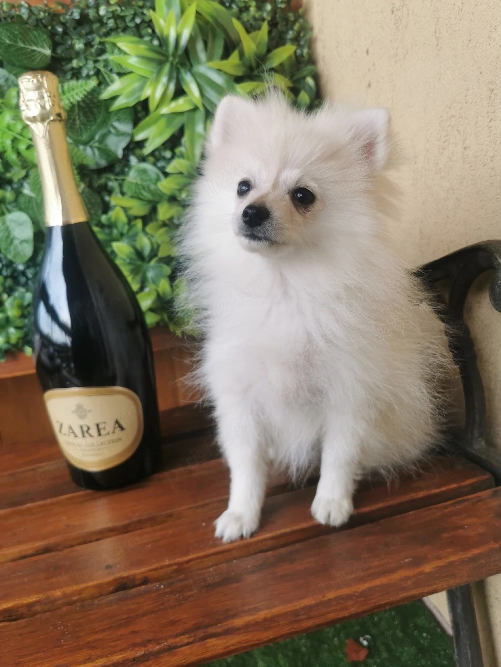 Pomeranian minitoy 3 luni jumătate complet vaccinat