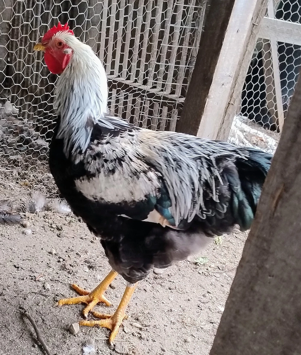 cocos de 7,5 luni rasa de gaini Plymouth Silver - argintiu