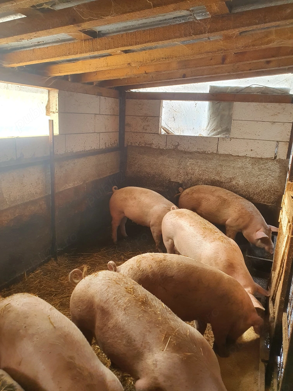 Porci de tara 