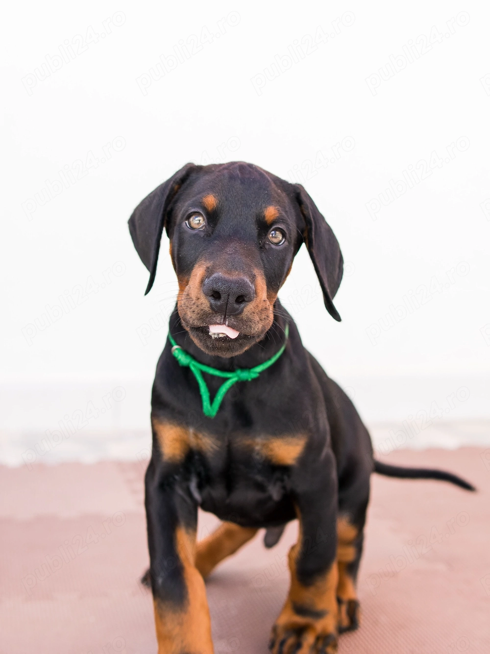 DOBERMAN pui - Vaccinați,  Deparazitați,  Înscriși in RECS 