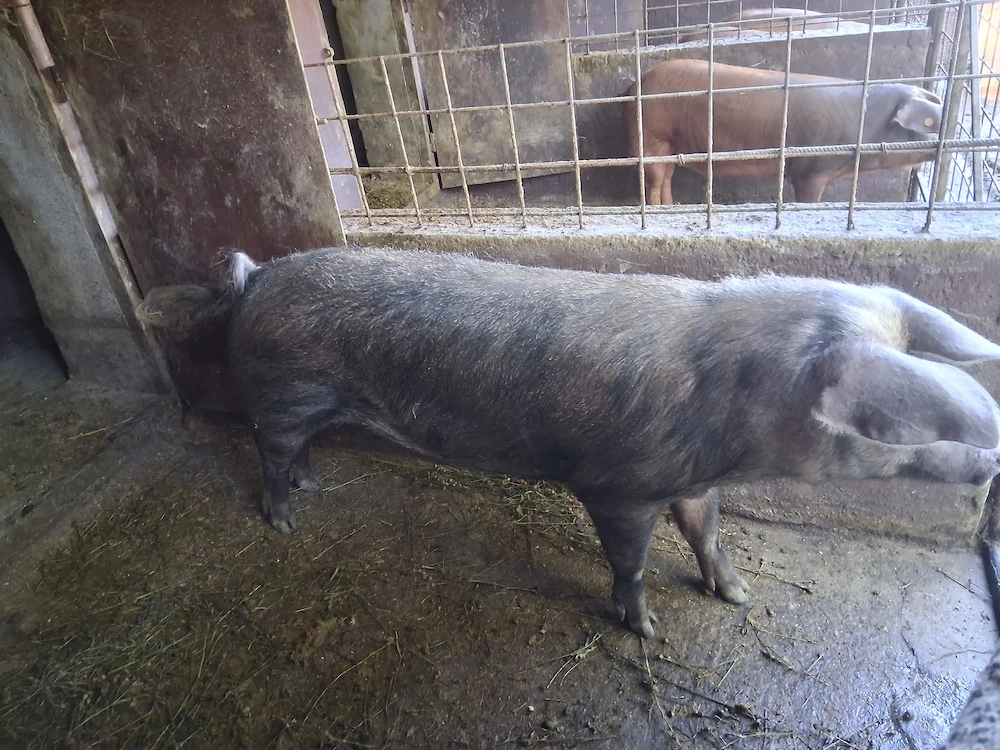 Vand  2 porci pentru Craciun