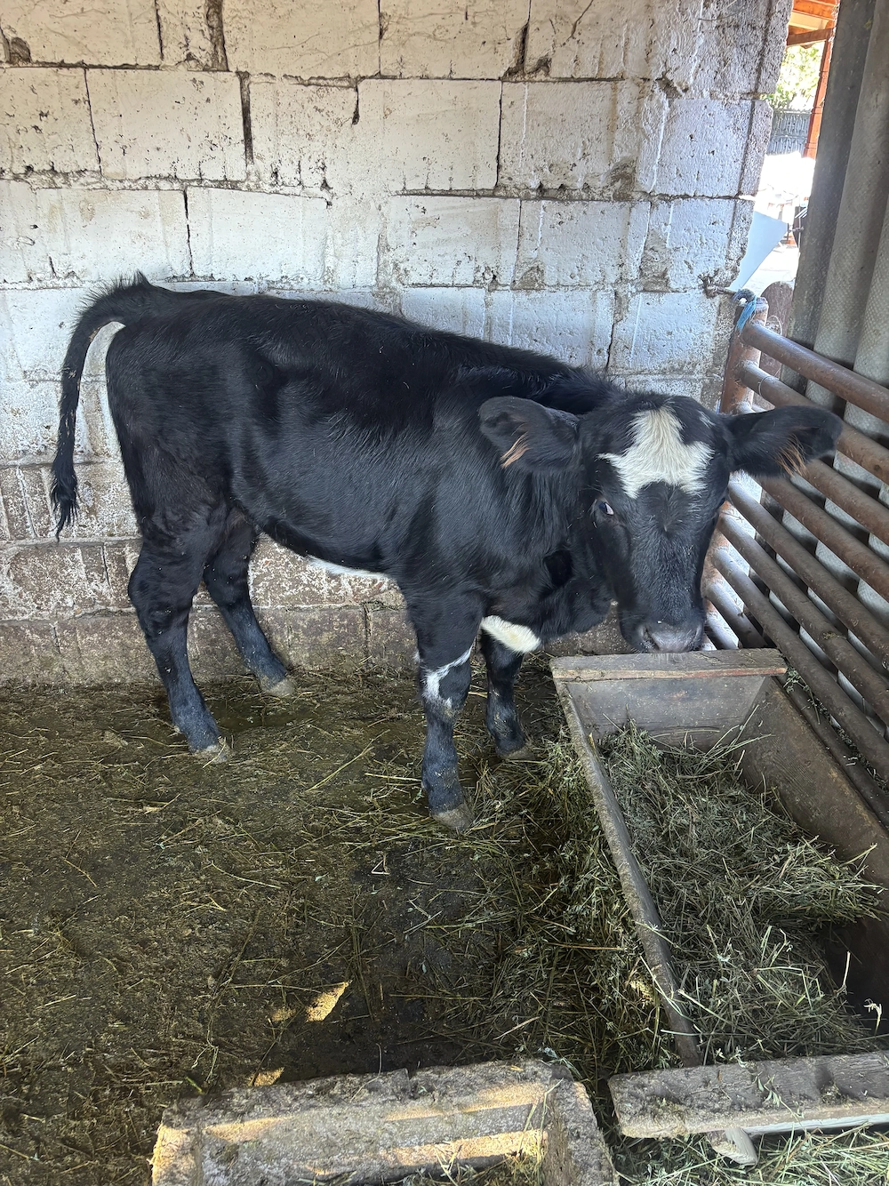Vand vitea angust de carne de 4 luni