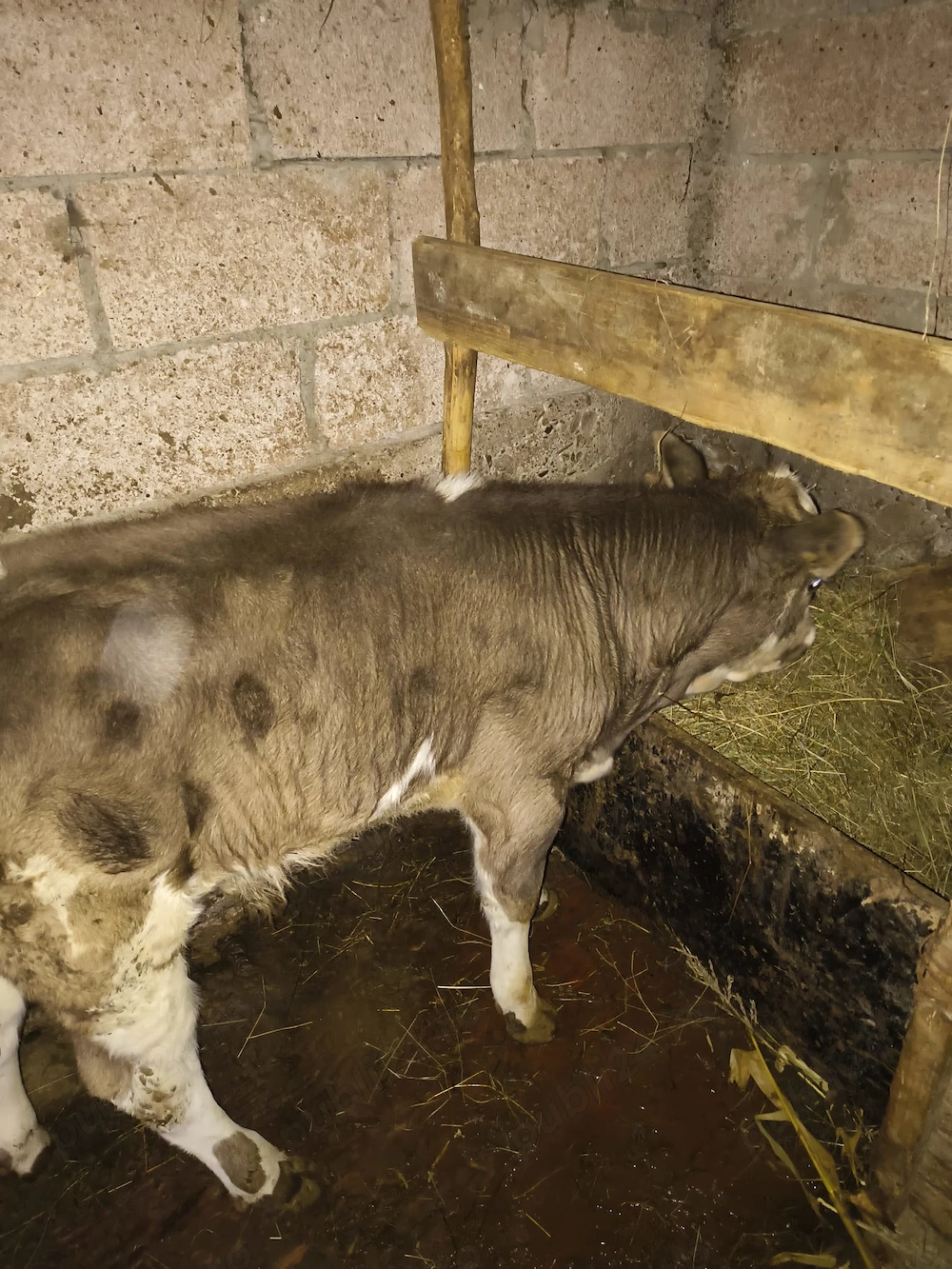 Vând tăuraș de 2 luni jumătate de rasă Bălțată.