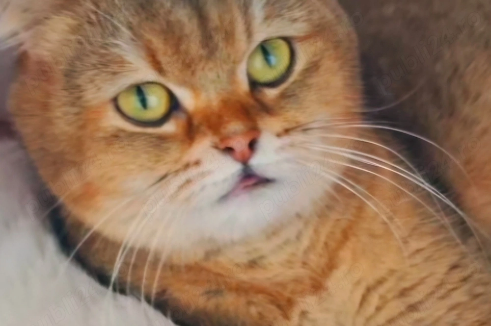 Scottish Fold Superba